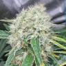 семена конопли Спб Talas feminised Bang Seeds семена конопли Спб Talas feminised Bang Seeds