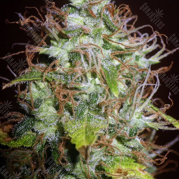 регулярные семена конопли купить Auto Kush regular регулярные семена конопли купить Auto Kush regular