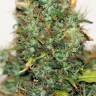 семена конопли недорого Auto Kush regular семена конопли недорого Auto Kush regular