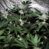 заказ семян конопли Pineapple Chunk feminised Barneys Farm заказ семян конопли Pineapple Chunk feminised Barneys Farm