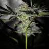 хорошие семена конопли Pineapple Chunk feminised Barneys Farm хорошие семена конопли Pineapple Chunk feminised Barneys Farm