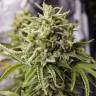 купить семена конопли Auto Bubba Kush feminised Humboldt Seeds купить семена конопли Auto Bubba Kush feminised Humboldt Seeds