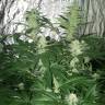 заказ семян конопли Auto Bubba Kush feminised Humboldt Seeds заказ семян конопли Auto Bubba Kush feminised Humboldt Seeds