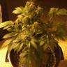 где заказать семена конопли Auto Bubba Kush feminised Humboldt Seeds где заказать семена конопли Auto Bubba Kush feminised Humboldt Seeds