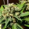 семена конопли аутдор Auto Acid feminised Paradise Seeds семена конопли аутдор Auto Acid feminised Paradise Seeds