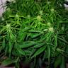семена конопли Спб Auto Sweet Skunk feminised Royal Queen семена конопли Спб Auto Sweet Skunk feminised Royal Queen