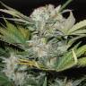 семена конопли дешево Auto Fast Bud feminised семена конопли дешево Auto Fast Bud feminised