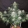 семена индийской конопли Auto Fast Bud feminised семена индийской конопли Auto Fast Bud feminised