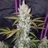 семена конопли в фирменной упаковке Auto Fast Bud feminised семена конопли в фирменной упаковке Auto Fast Bud feminised