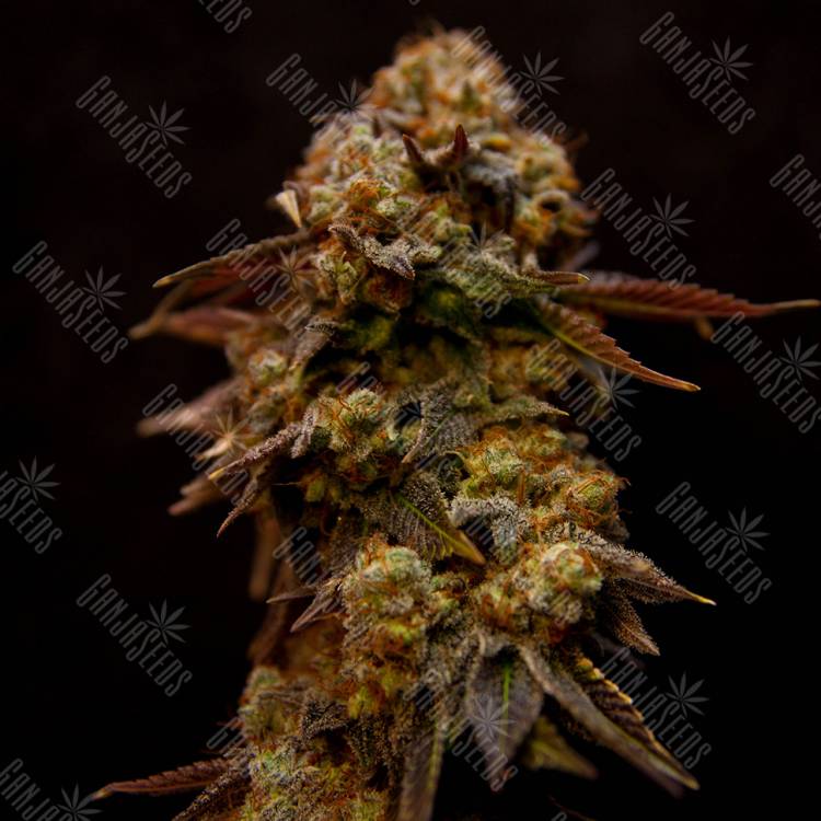 где заказать семена конопли Bubble Yam feminised где заказать семена конопли Bubble Yam feminised