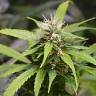 семена конопли Россия Auto White Widow CBD feminised Green House Seeds семена конопли Россия Auto White Widow CBD feminised Green House Seeds