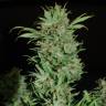 семена конопли Москва Talgar feminised Bang Seeds семена конопли Москва Talgar feminised Bang Seeds