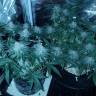 семена конопли индика Peyote Cookies feminised Barneys Farm семена конопли индика Peyote Cookies feminised Barneys Farm