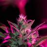 семена конопли почтой Auto Dr. Greenthumb's Dedoverde Haze feminised Humboldt Seeds