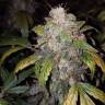 мощные семена конопли Auto White Widow feminised Pyramid Seeds мощные семена конопли Auto White Widow feminised Pyramid Seeds