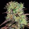 Семена конопли автоцветущих сортов Auto Afghani №1 feminised Ganja Seeds Семена конопли автоцветущих сортов Auto Afghani №1 feminised Ganja Seeds