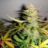 Семена марихуаны Auto Afghani №1 feminised Ganja Seeds Семена марихуаны Auto Afghani №1 feminised Ganja Seeds