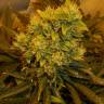 семена конопли Спб Himalaya Gold feminised Green House Seeds
