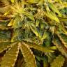 семена конопли марихуаны Himalaya Gold feminised Green House Seeds