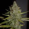 семена конопли в России Himalaya Gold feminised Green House Seeds семена конопли в России Himalaya Gold feminised Green House Seeds