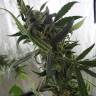 семена конопли для выращивания Himalaya Gold feminised Green House Seeds