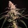 семена конопли для выращивания Peyote Critical feminised Barneys Farm