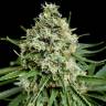 семена конопли для посадки купить Peyote Critical feminised Barneys Farm