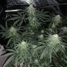 семена конопли марихуаны Peyote Critical feminised Barneys Farm
