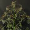 заказ семян конопли Москва Exotic Colours feminised Exotic Seed заказ семян конопли Москва Exotic Colours feminised Exotic Seed