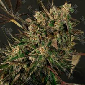 Exotic Colours feminised Exotic Seed