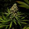 качественные семена конопли Channel+ feminised Medical Seeds качественные семена конопли Channel+ feminised Medical Seeds