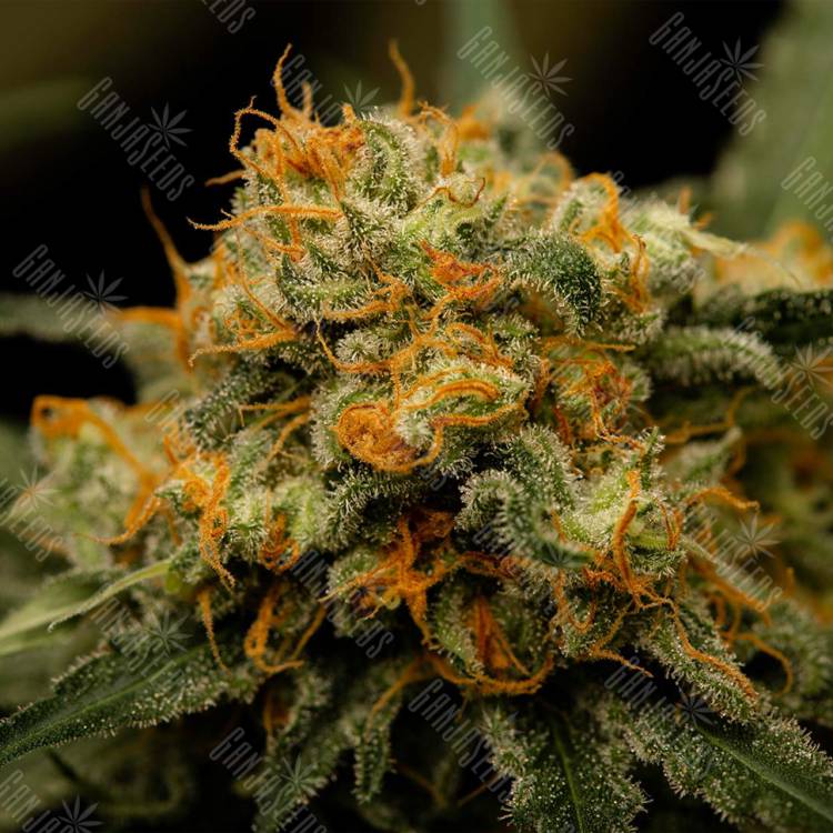 семена конопли f1 в оригинальной упаковке Channel+ feminised Medical Seeds семена конопли f1 в оригинальной упаковке Channel+ feminised Medical Seeds