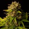семена конопли феминизированные Channel+ feminised Medical Seeds семена конопли феминизированные Channel+ feminised Medical Seeds