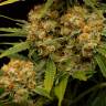 семена сортовой конопли Channel+ feminised Medical Seeds семена сортовой конопли Channel+ feminised Medical Seeds