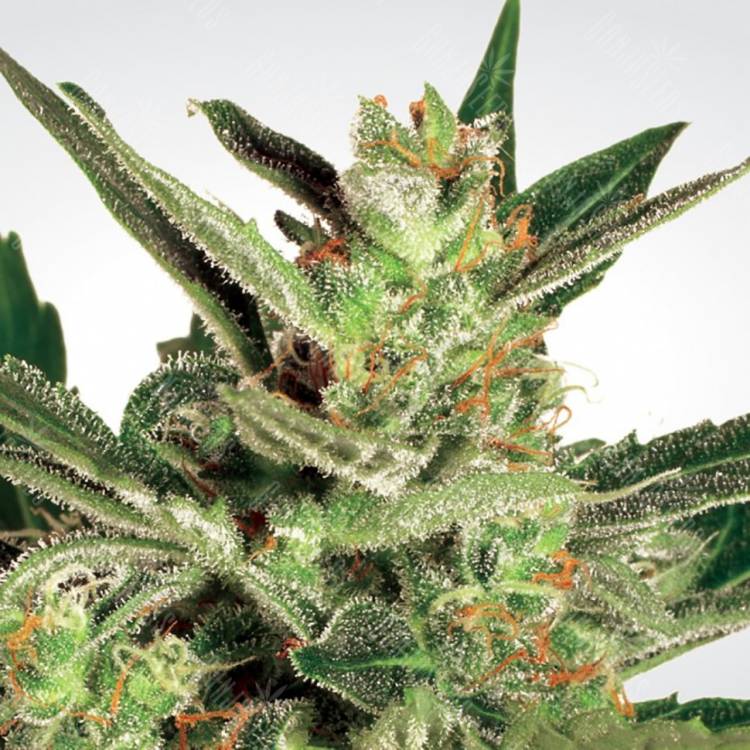 семена сортовой конопли Automaria II feminised Paradise Seeds