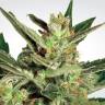 семена сортовой конопли Automaria II feminised Paradise Seeds