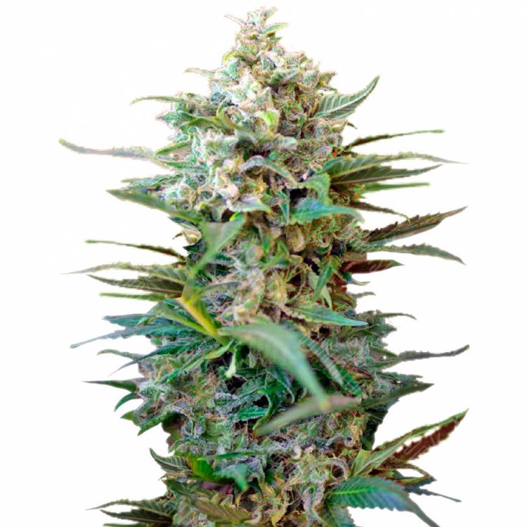 Семена конопли Auto Big Devil XL feminised Ganja Seeds Семена конопли Auto Big Devil XL feminised Ganja Seeds