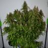 семена конопли недорого Auto Big Bud feminised семена конопли недорого Auto Big Bud feminised