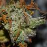семена конопли в России Auto Big Bud feminised семена конопли в России Auto Big Bud feminised