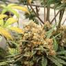заказ семян конопли Auto Big Bud feminised заказ семян конопли Auto Big Bud feminised