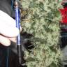 Auto Ultimate feminised Dutch Passion Seeds Auto Ultimate feminised Dutch Passion Seeds