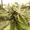 семена конопли недорого Canadian Kush 2.0 feminised Medical Seeds семена конопли недорого Canadian Kush 2.0 feminised Medical Seeds