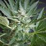 семена конопли недорого Auto Wappa feminised Paradise Seeds