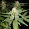 семена конопли с доставкой Auto Sweet Trainwreck feminised Sweet Seeds