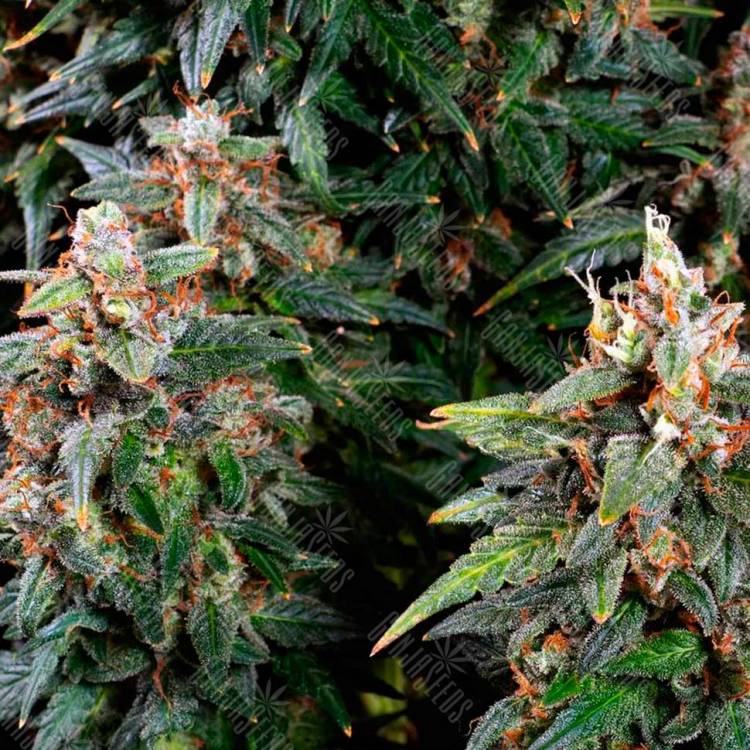 Auto Watermelon Zkittlez feminised Ganja Seeds Auto Watermelon Zkittlez feminised Ganja Seeds