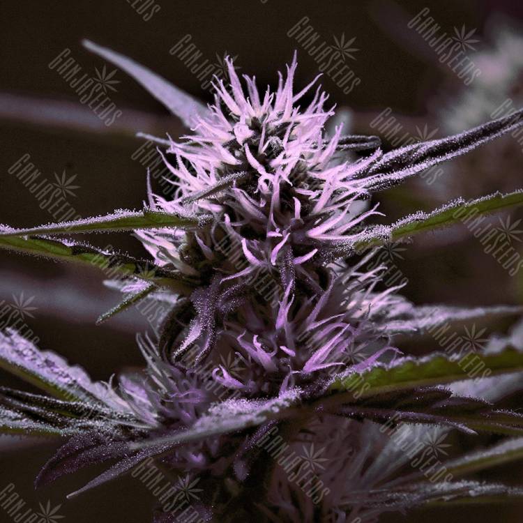 семена конопли феминизированные Skunk x Early Skunk feminised семена конопли феминизированные Skunk x Early Skunk feminised
