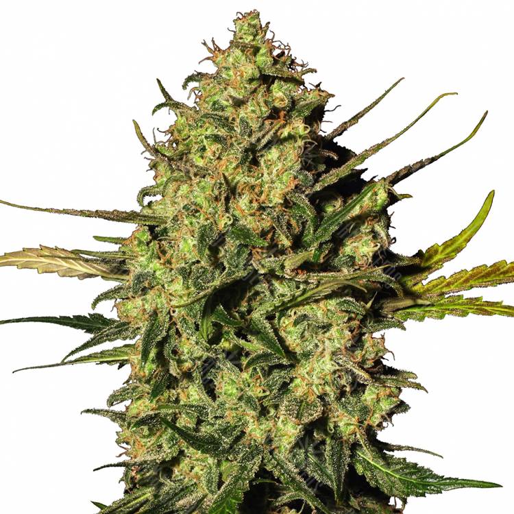 где можно заказать семена конопли Ungurtas feminised Bang Seeds где можно заказать семена конопли Ungurtas feminised Bang Seeds
