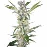 мощные семена конопли Pink Kush feminised Barneys Farm