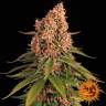семена конопли в фирменной упаковке Pink Kush feminised Barneys Farm