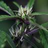 семена индийской конопли Pink Kush feminised Barneys Farm